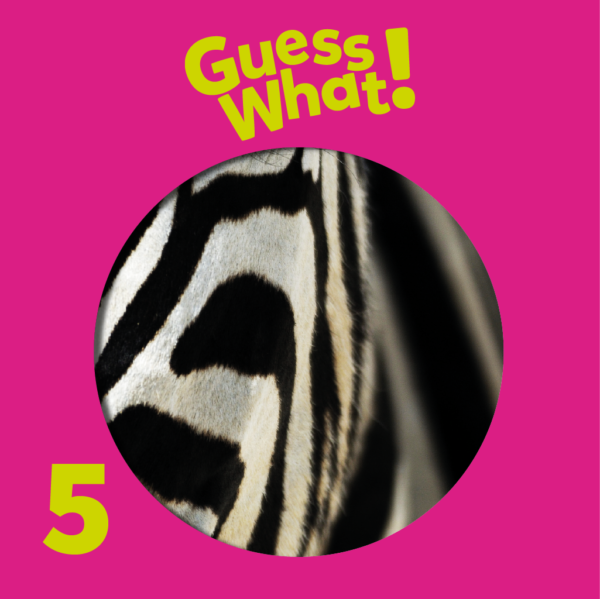 Guess What! Level 5